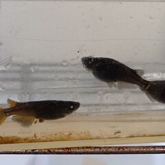 黒夢ブルーメダカ稚魚10匹の画像