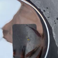 黒夢ブルーメダカ稚魚10匹の画像