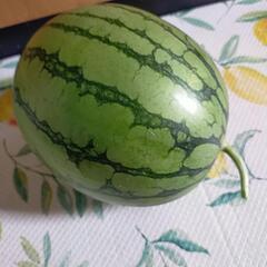 【完売終了】すいか🍉あげます。無料　終了となりました。