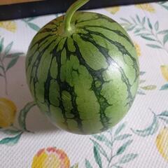 【完売終了】すいか🍉あげます。無料　終了となりました。の画像