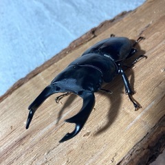 オオクワガタ82㍉ペアの画像