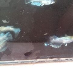 エメキンメダカ稚魚10匹（マリアージュキッシングワイドフィンエメラルドグアニン強の画像