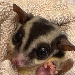 フクロモモンガ　