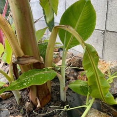 ドワーフナムワ バナナ苗 バナナの木　　送料込みの画像