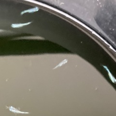 ④メダカ（サンセット極龍）稚魚　6匹の画像