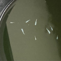 ④メダカ（サンセット極龍）稚魚　6匹の画像