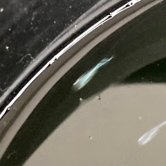 ④メダカ（サンセット極龍）稚魚　6匹の画像