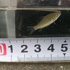 ★小鮒7匹の画像