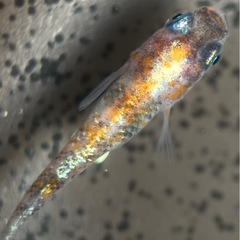 三色体外光　メダカの画像