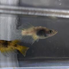 現物　メダカ　墨虎ブルーアイ雄　墨虎リアル雌の画像