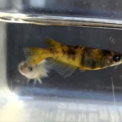 現物　メダカ　墨虎ブルーアイ雄　墨虎リアル雌