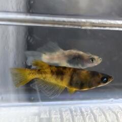 現物　メダカ　墨虎ブルーアイ雄　墨虎リアル雌の画像