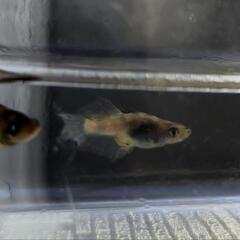 現物　メダカ　墨虎ブルーアイ雄　墨虎リアル雌の画像