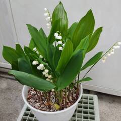 鉢植え★鈴蘭★すずらんの画像