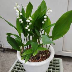 鉢植え★鈴蘭★すずらん
