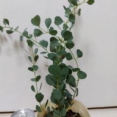 ユーカリハートリーフ②の画像