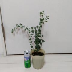 ユーカリハートリーフ②の画像