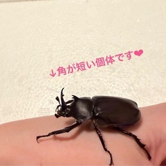 ミニカブトムシペア　差し上げますの画像