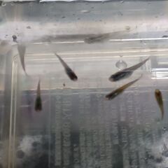 メダカ　　天界 × 強青ラメサファイア　の子供の子の画像