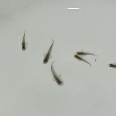 メダカ　　天界 × 強青ラメサファイア　の子供の子の画像