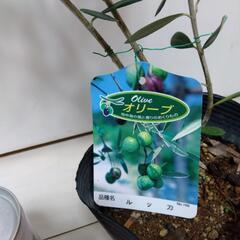 オリーブ ルッカ 観葉植物の画像