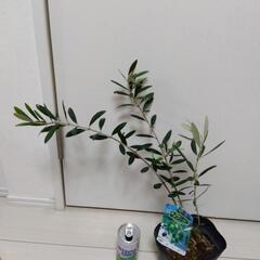 オリーブ ルッカ 観葉植物の画像