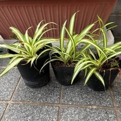 オリヅルラン　の画像