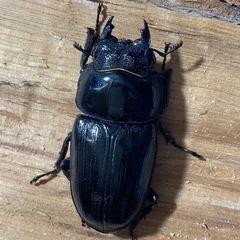 オオクワガタ82㍉ペアの画像