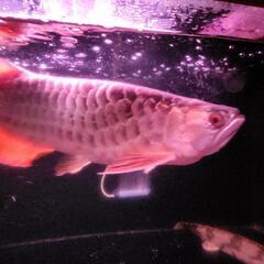 熱帯魚！の画像