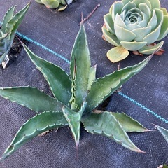 多肉植物 アガベ サルミアナフェロックス ローガンカルホーンの画像