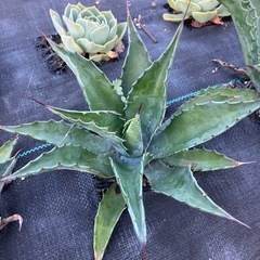 多肉植物 アガベ サルミアナフェロックス ローガンカルホーンの画像