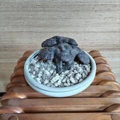 霊芝　鉢植え　値下げ！の画像