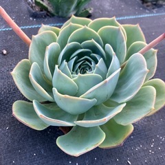 多肉植物 エケベリア 七福神の画像
