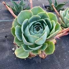 多肉植物 エケベリア 七福神の画像