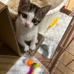 ゴロスリ甘えん坊の可愛い幸生（しき）ちゃん