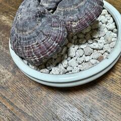 霊芝　鉢植え　値下げ！の画像