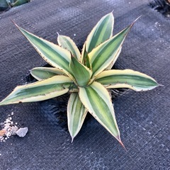 多肉植物 アガベ 五色万代の画像