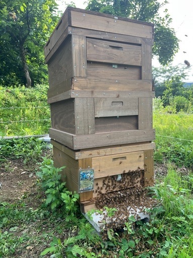 養蜂家直売！2.4kg【非加熱・純粋はちみつ　糖度83度】採れたて新蜜！金沢×富山の花々からとれた濃厚な甘さの百花蜜