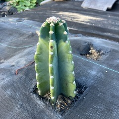 多肉植物 サボテン 鬼面角の画像