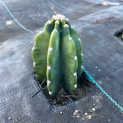 多肉植物 サボテン 鬼面角の画像