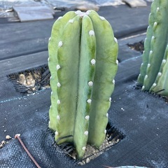 多肉植物 サボテン 鬼面角の画像