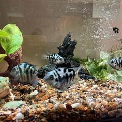 コンビクトシクリッド　(4匹)