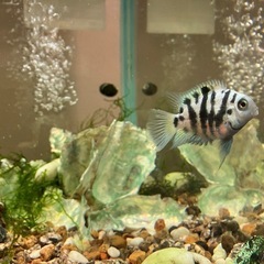 コンビクトシクリッド　(4匹)の画像