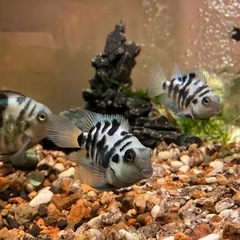 コンビクトシクリッド　(4匹)の画像