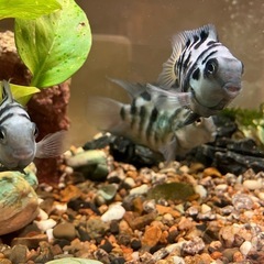 コンビクトシクリッド　(4匹)の画像