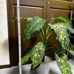【観葉植物】ディフェンバキア　チーターの画像