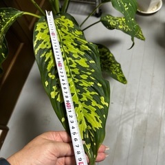 【観葉植物】ディフェンバキア　チーターの画像
