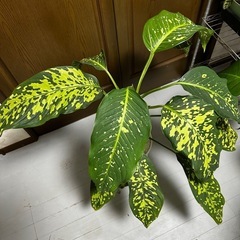 【観葉植物】ディフェンバキア　チーターの画像