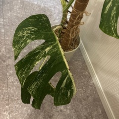 モンステラ ホワイトタイガー 斑入りの画像