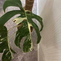 モンステラ ホワイトタイガー 斑入りの画像